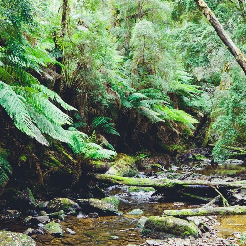 Ruisseau qui coule au milieu de la forêt